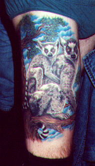 Racoon Thigh